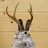 jackalope