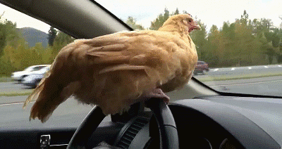 Chicken-Driving-Car.gif