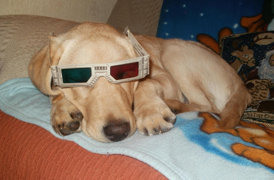 dog_with_3d_glasses_by_cakeender-d5ennm8.jpg