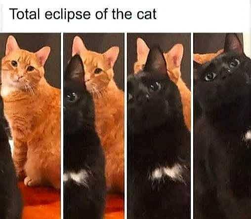 cat eclipse.jpg