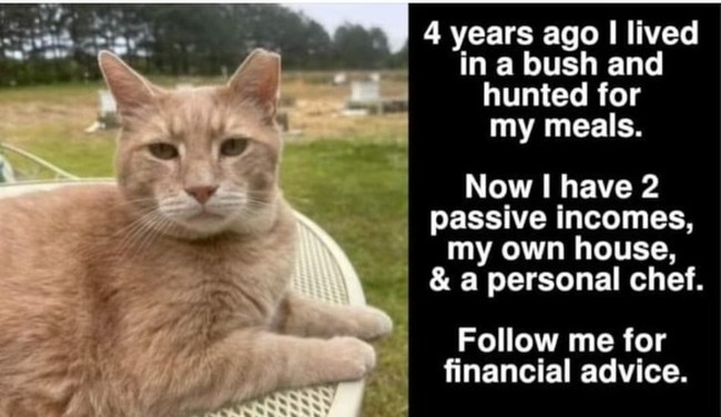 cat investment.jpg