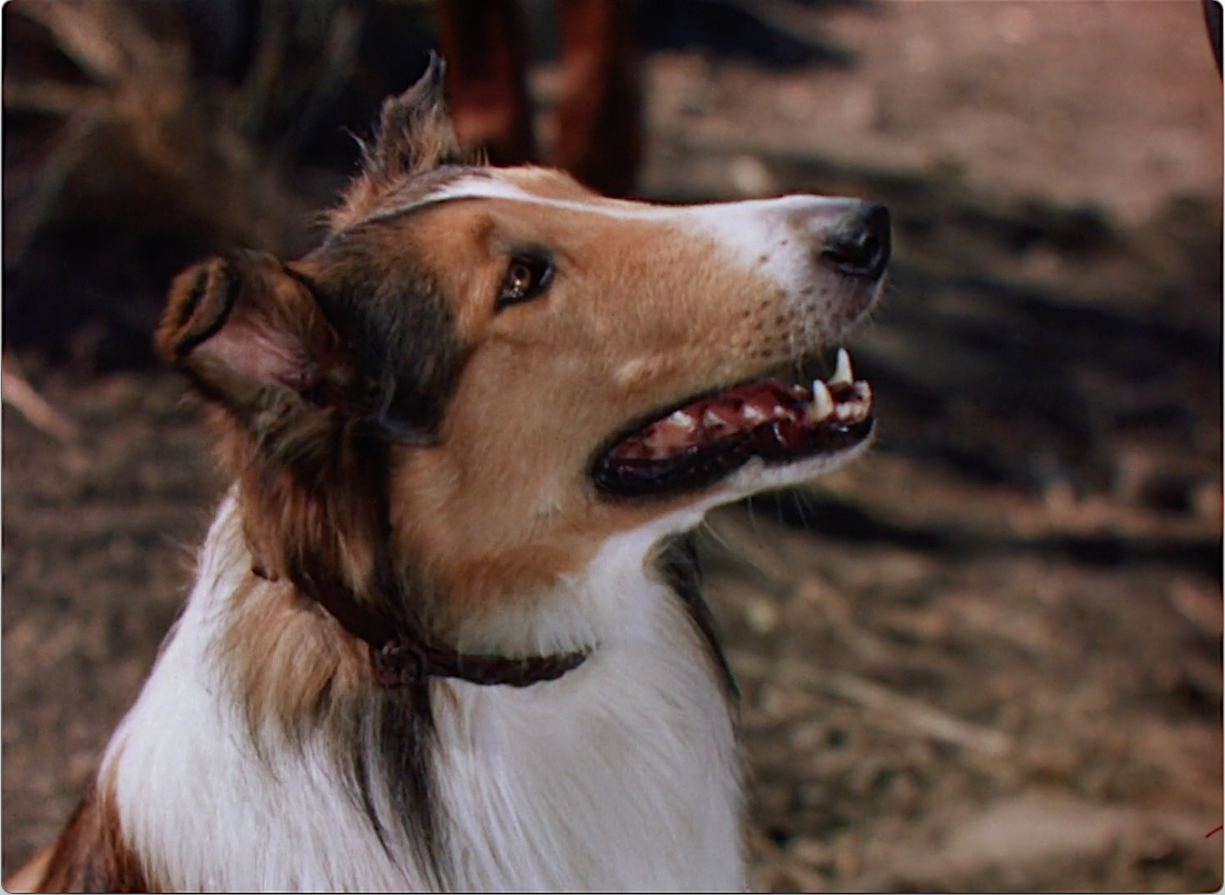 Lassie Come Home (1943)-8.jpg