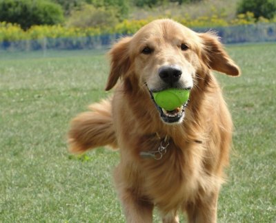 brooks with ball 2.jpg