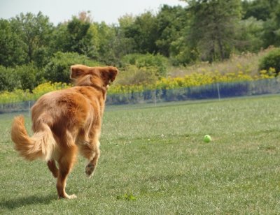 brooks chasing ball.jpg