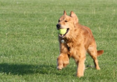 Brooks with Tennis Ball 3 - small.jpg