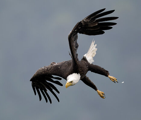 Eagle_6389b_1000p.jpg