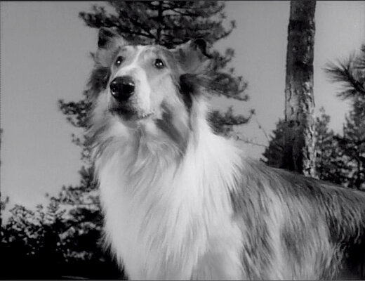 Lassie S08E23 The Odyssey Part 1 (Feb.18.1962)-58.jpg