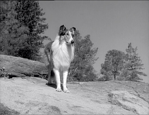 Lassie S08E23 The Odyssey Part 1 (Feb.18.1962)-62.jpg
