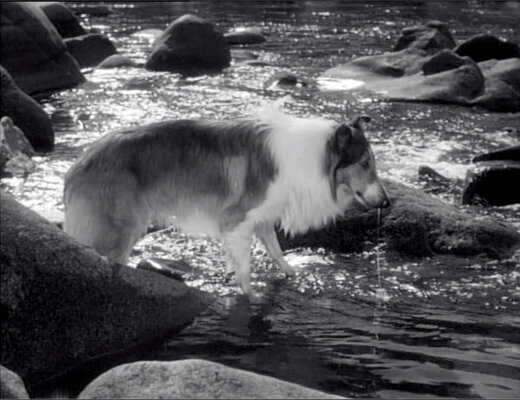 Lassie S08E23 The Odyssey Part 1 (Feb.18.1962)-66.jpg