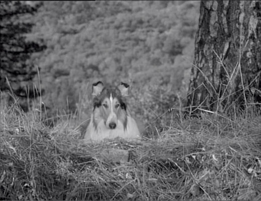 Lassie S08E23 The Odyssey Part 1 (Feb.18.1962)-70.jpg