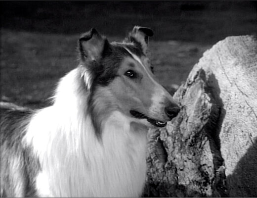 Lassie S08E23 The Odyssey Part 1 (Feb.18.1962)-6.jpg