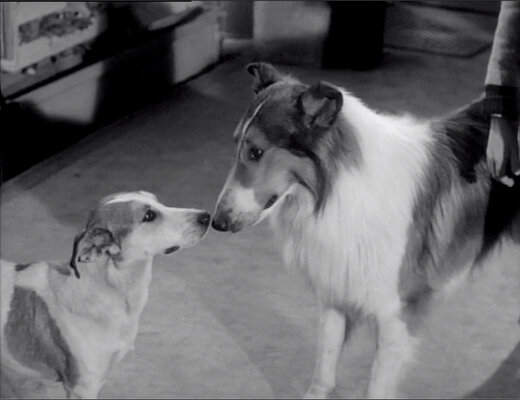 Lassie S08E23 The Odyssey Part 1 (Feb.18.1962)-18.jpg