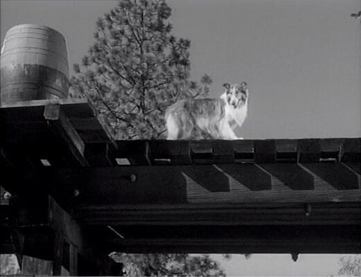 Lassie S08E24 The Odyssey Part 2 (Feb.25.1962)-5.jpg