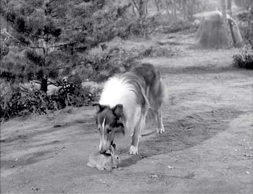 Lassie S08E24 The Odyssey Part 2 (Feb.25.1962)-19.jpg