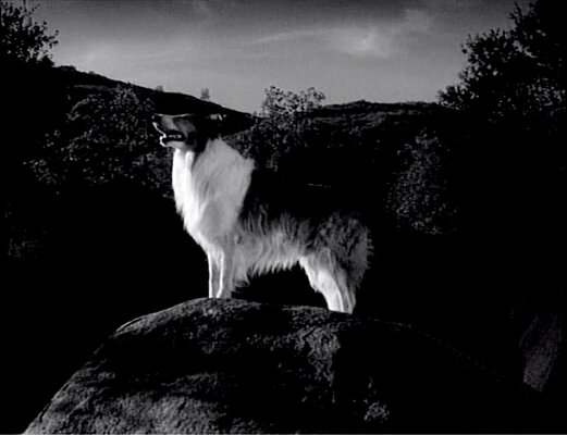 Lassie S08E24 The Odyssey Part 2 (Feb.25.1962)-24.jpg