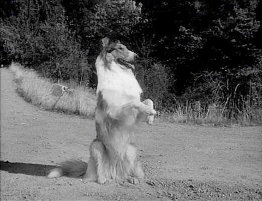 Lassie S08E24 The Odyssey Part 2 (Feb.25.1962)-50.jpg