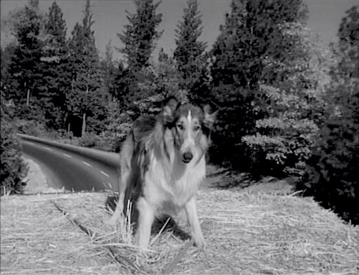 Lassie S08E24 The Odyssey Part 2 (Feb.25.1962)-58.jpg