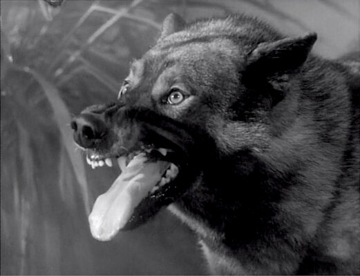 Lassie S08E24 The Odyssey Part 2 (Feb.25.1962)-64.jpg