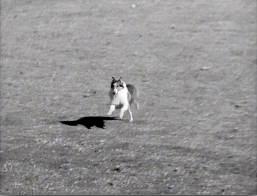 Lassie S08E25 The Odyssey Part 3 (Mar.04.1962)-103.jpg