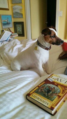 Calypso Guard Dog 2016 .jpg