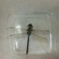 dragonfly422