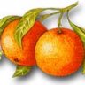 <florida oranges>