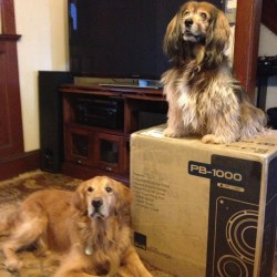Dogs with Subwoofer