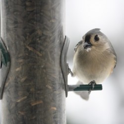 Titmouse   small