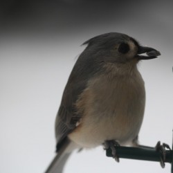 Titmouse 2   small