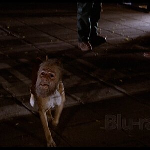 dog man invasion.jpeg