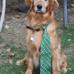 Ike In Necktie - Small