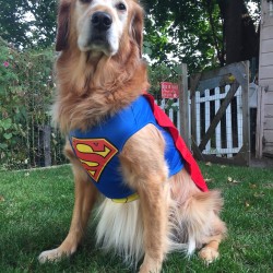 SuperDog