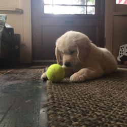 Petey - Tennis Ball 2