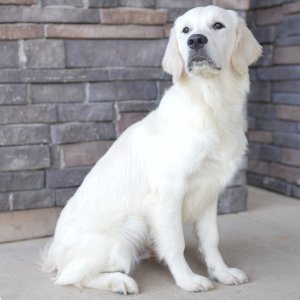 White Retriever.jpg