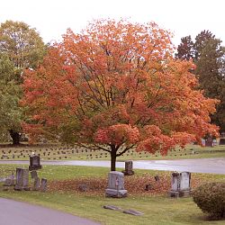 Autumn Tree Burlington City Cemetery 9-24-19-small