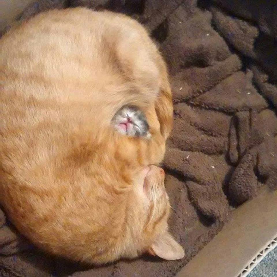 Mom and kitten