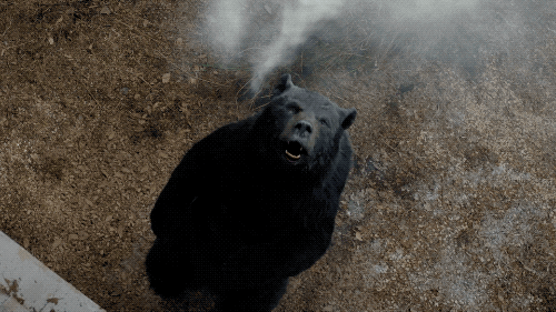 Cocaine Bear' Mauls 'Ant-Man' 3 Box Office