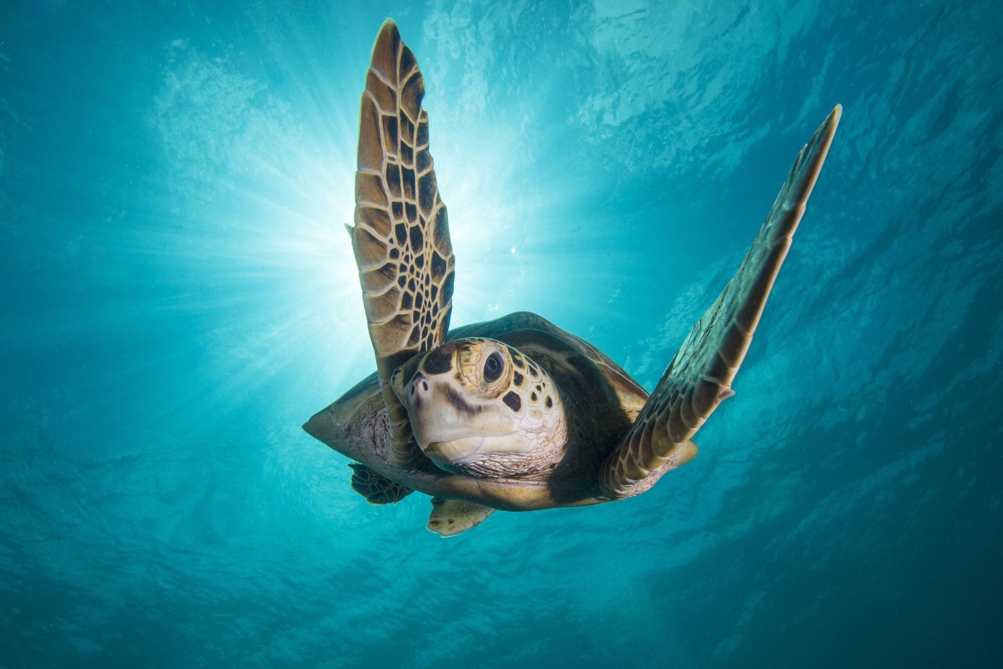 watch blue planet 2 episode 3 watch blue planet 2 episode 3