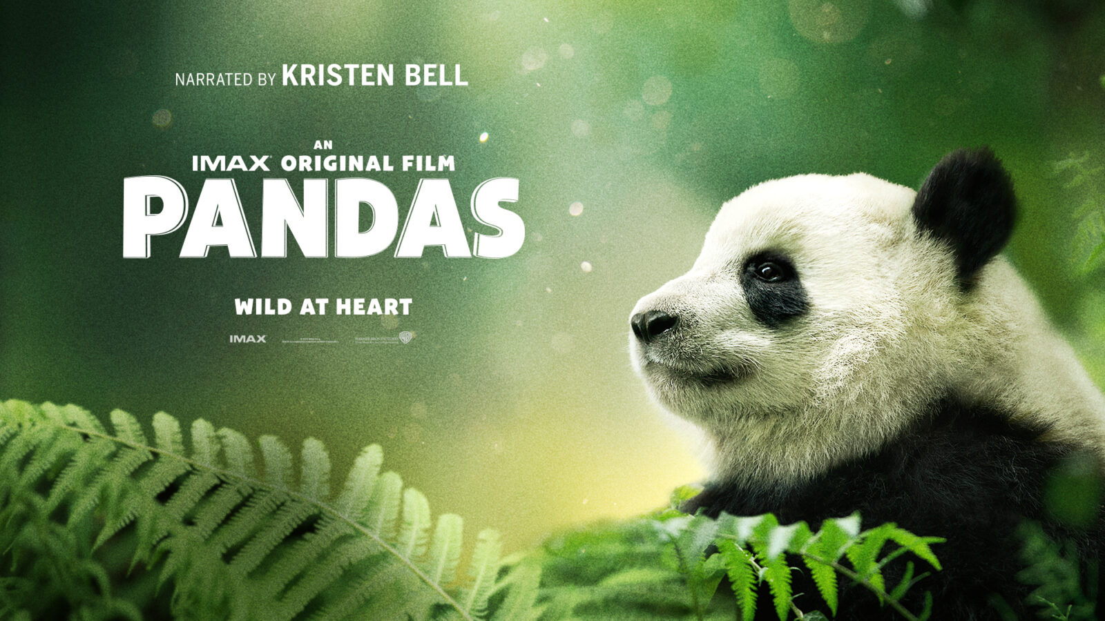 Pandas 4K Digital Review • Home Theater Forum