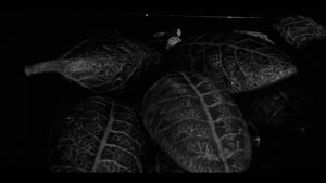 Invasion of the Body Snatchers Screenshot
